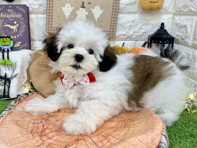 兵庫県のハーフ犬・ミックス犬 (ワンキャラット アミーゴ姫路花田店/2026年7月10日生まれ/女の子/ホワイトゴールド)の子犬の4枚目の画像