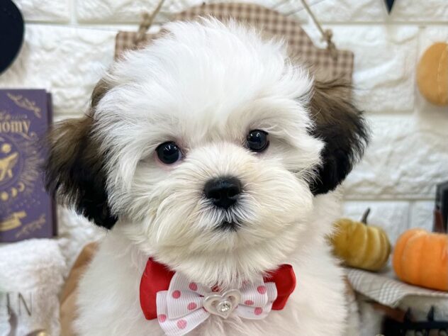 兵庫県のハーフ犬・ミックス犬 (ワンキャラット アミーゴ姫路花田店/2026年7月10日生まれ/女の子/ホワイトゴールド)の子犬の1枚目の画像