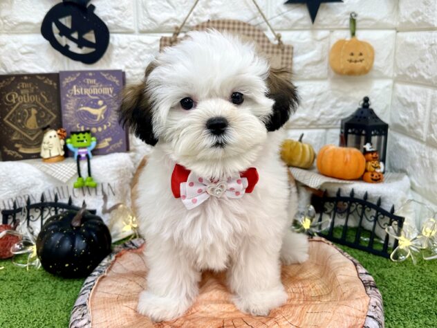 兵庫県のハーフ犬・ミックス犬 (ワンキャラット アミーゴ姫路花田店/2026年7月10日生まれ/女の子/ホワイトゴールド)の子犬の3枚目の画像