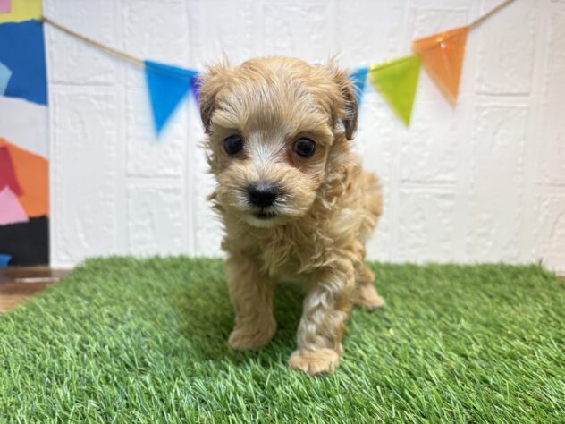 宮城県のハーフ犬・ミックス犬 (アミーゴ仙台富沢店/2026年7月12日生まれ/女の子/アプリコット)の子犬