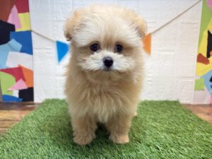 宮城県のハーフ犬・ミックス犬 (アミーゴ仙台富沢店/2026年7月18日生まれ/男の子/アプリコット)の子犬