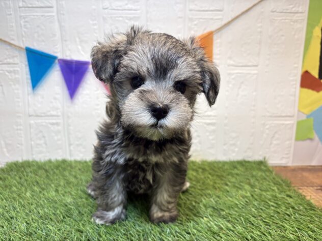 宮城県のハーフ犬・ミックス犬 (アミーゴ仙台富沢店/2026年7月23日生まれ/男の子/ソルトペッパー)の子犬