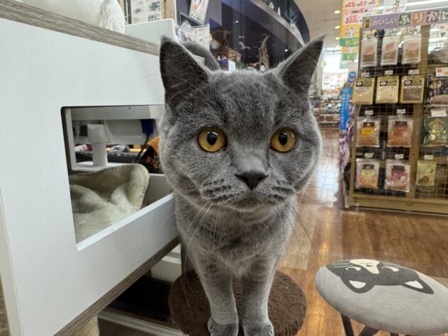 新潟県のブリティッシュショートヘアー (アミーゴ新潟小新店/2026年2月11日生まれ/女の子/ブルー)の子猫の2枚目の画像