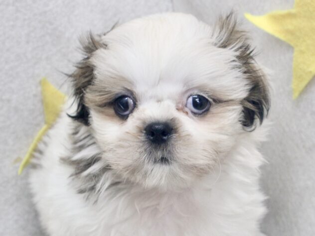 愛媛県のシーズー (アミーゴ新居浜店/2026年7月12日生まれ/女の子/ホワイトゴールド)の子犬の2枚目の画像