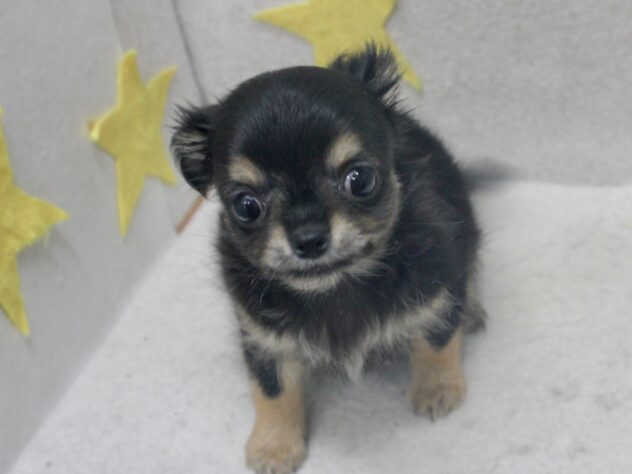 愛媛県のチワワ(ロング) (アミーゴ新居浜店/2026年7月19日生まれ/女の子/ブラックタン)の子犬の2枚目の画像