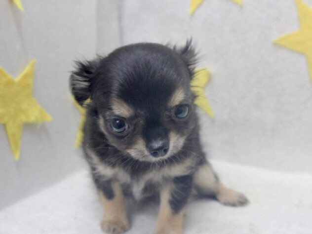 愛媛県のチワワ(ロング) (アミーゴ新居浜店/2026年7月19日生まれ/女の子/ブラックタン)の子犬の3枚目の画像