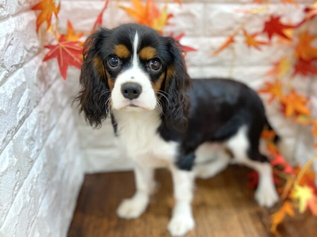 兵庫県のキャバリアキングチャールズスパニエル (ワンキャラット アミーゴ姫路飾磨店/2026年3月14日生まれ/男の子/トライカラー)の子犬の2枚目の画像