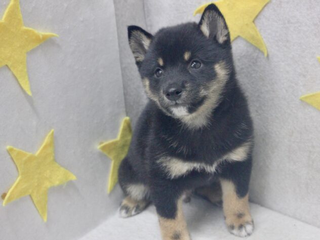 愛媛県の豆柴 (アミーゴ新居浜店/2026年7月19日生まれ/男の子/黒)の子犬の2枚目の画像