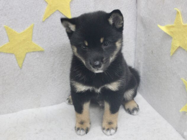 愛媛県の豆柴 (アミーゴ新居浜店/2026年7月19日生まれ/男の子/黒)の子犬の3枚目の画像