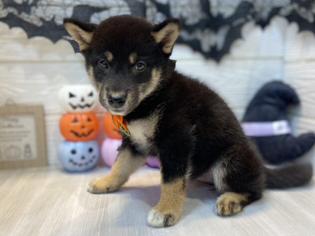 兵庫県の柴犬(標準サイズ) (ワンキャラット アミーゴ姫路飾磨店/2026年8月2日生まれ/女の子/黒)の子犬の2枚目の画像