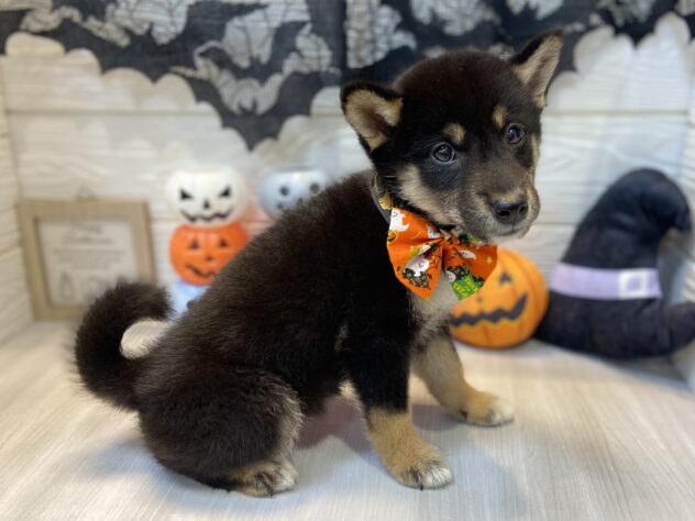 兵庫県の柴犬(標準サイズ) (ワンキャラット アミーゴ姫路飾磨店/2026年8月2日生まれ/女の子/黒)の子犬の3枚目の画像
