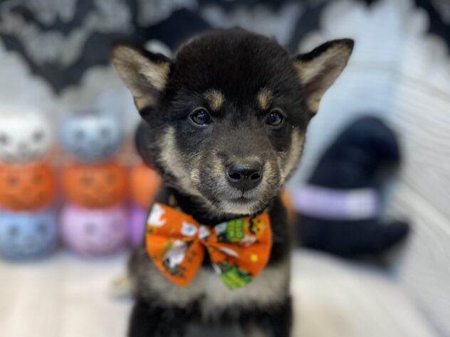 兵庫県の柴犬(標準サイズ) (ワンキャラット アミーゴ姫路飾磨店/2026年8月2日生まれ/女の子/黒)の子犬の1枚目の画像