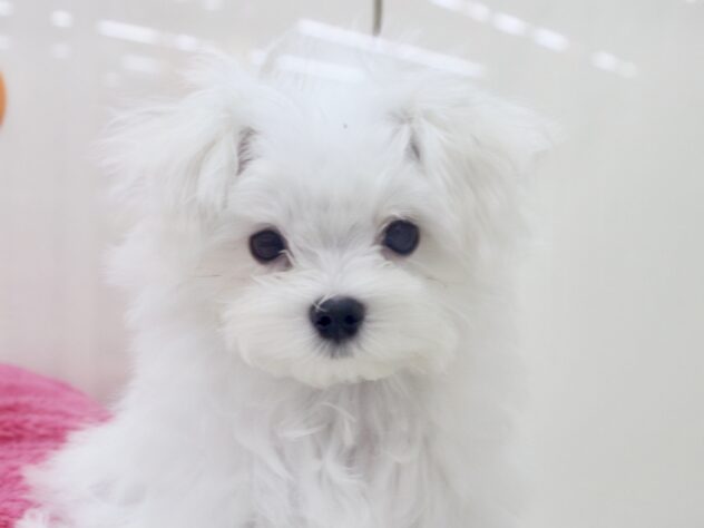 愛媛県のマルチーズ (アミーゴ新居浜店/2026年6月1日生まれ/男の子/ホワイト)の子犬の1枚目の画像