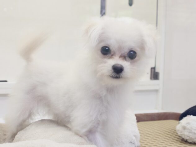 愛媛県のハーフ犬・ミックス犬 (アミーゴ新居浜店/2026年5月8日生まれ/女の子/ホワイト)の子犬の2枚目の画像