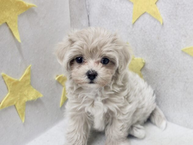 愛媛県のハーフ犬・ミックス犬 (アミーゴ新居浜店/2026年7月22日生まれ/女の子/クリーム)の子犬の3枚目の画像
