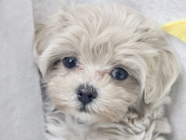 愛媛県のハーフ犬・ミックス犬 (アミーゴ新居浜店/2026年7月22日生まれ/女の子/クリーム)の子犬の1枚目の画像