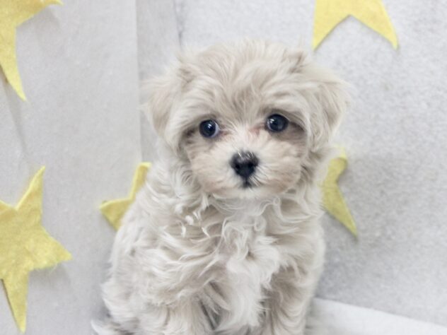 愛媛県のハーフ犬・ミックス犬 (アミーゴ新居浜店/2026年7月22日生まれ/女の子/クリーム)の子犬の2枚目の画像