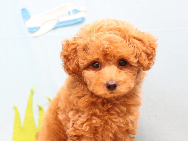 愛媛県のトイプードル(トイ) (アミーゴ今治店/2026年7月23日生まれ/女の子/レッドフォーン)の子犬の1枚目の画像