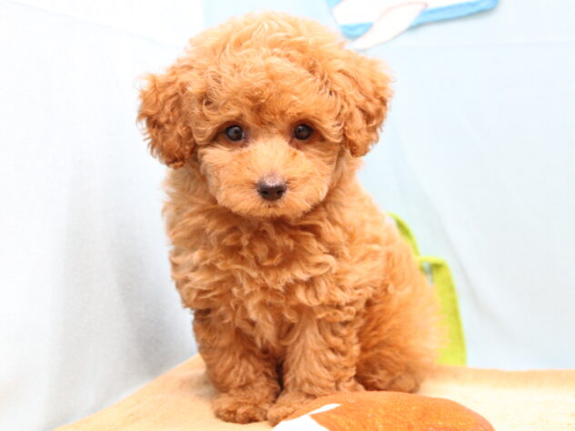 愛媛県のトイプードル(トイ) (アミーゴ今治店/2026年7月23日生まれ/女の子/レッドフォーン)の子犬の3枚目の画像