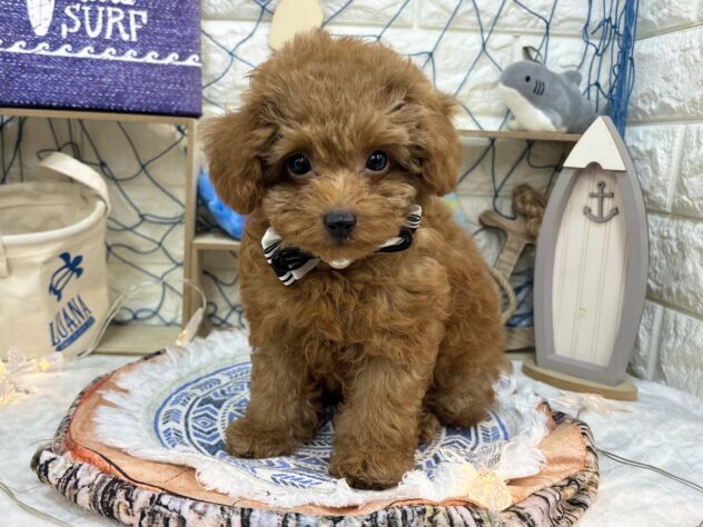 兵庫県のトイプードル(トイ) (ワンキャラット アミーゴ姫路花田店/2026年6月24日生まれ/男の子/レッドフォーン)の子犬の4枚目の画像