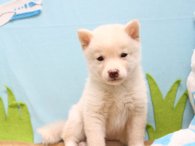 愛媛県の豆柴 (アミーゴ今治店/2026年7月20日生まれ/男の子/白)の子犬の3枚目の画像