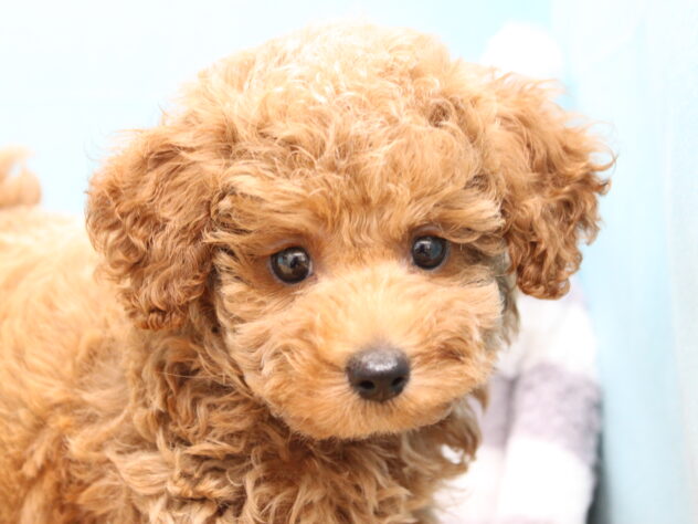 愛媛県のトイプードル(トイ) (アミーゴ今治店/2026年7月23日生まれ/男の子/レッドフォーン)の子犬の1枚目の画像
