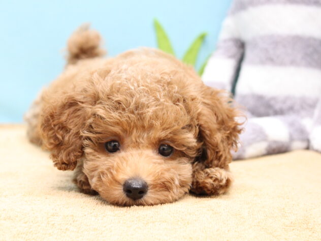 愛媛県のトイプードル(トイ) (アミーゴ今治店/2026年7月23日生まれ/男の子/レッドフォーン)の子犬の2枚目の画像