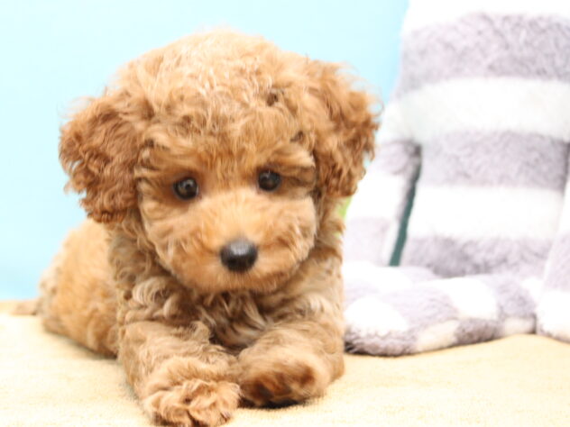 愛媛県のトイプードル(トイ) (アミーゴ今治店/2026年7月23日生まれ/男の子/レッドフォーン)の子犬の3枚目の画像