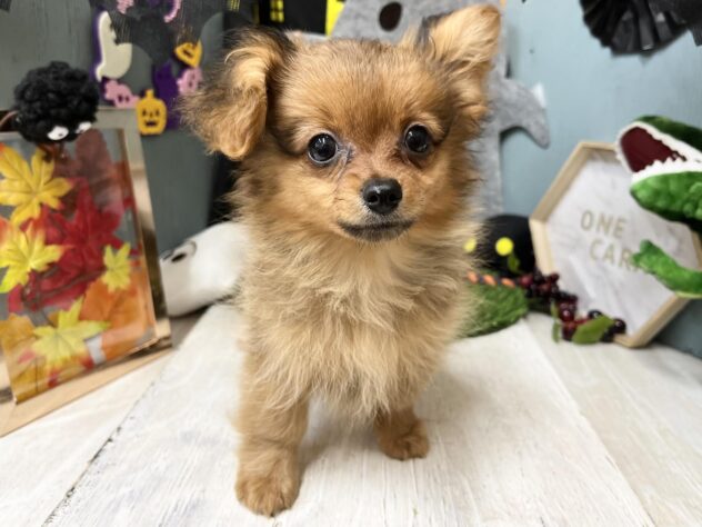 高知県のハーフ犬・ミックス犬 (ワンキャラット アミーゴ高知店/2026年6月21日生まれ/女の子/レッド)の子犬の2枚目の画像