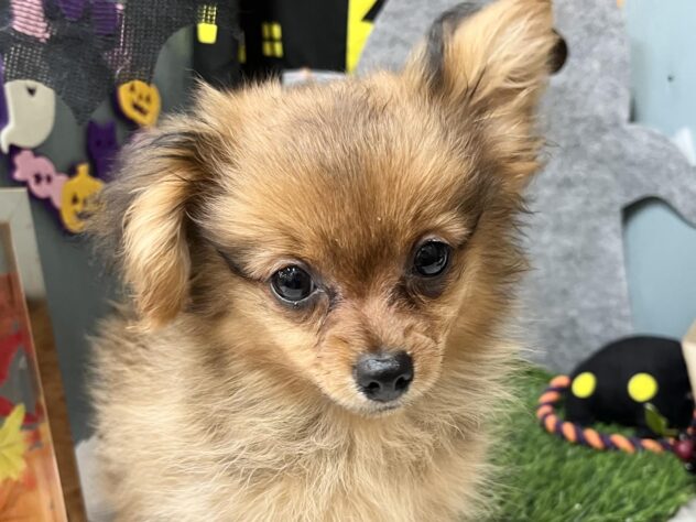 高知県のハーフ犬・ミックス犬 (ワンキャラット アミーゴ高知店/2026年6月21日生まれ/女の子/レッド)の子犬の1枚目の画像