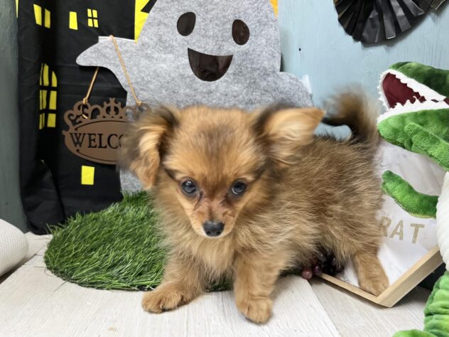 高知県のハーフ犬・ミックス犬 (ワンキャラット アミーゴ高知店/2026年6月21日生まれ/女の子/レッド)の子犬の4枚目の画像