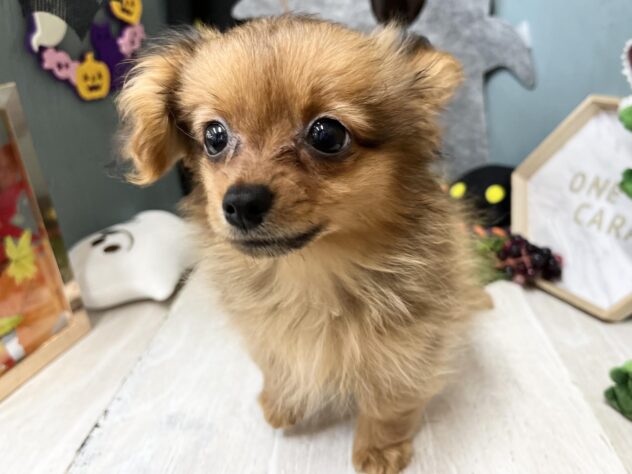 高知県のハーフ犬・ミックス犬 (ワンキャラット アミーゴ高知店/2026年6月21日生まれ/女の子/レッド)の子犬の3枚目の画像