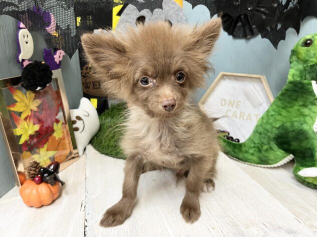 高知県のハーフ犬・ミックス犬 (ワンキャラット アミーゴ高知店/2026年5月13日生まれ/男の子/チョコレート)の子犬の3枚目の画像