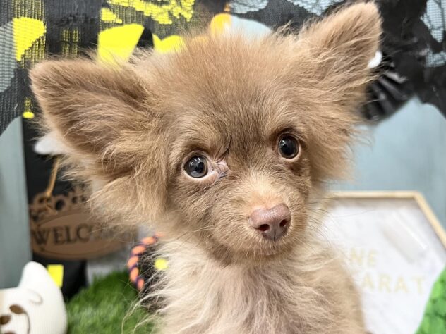 高知県のハーフ犬・ミックス犬 (ワンキャラット アミーゴ高知店/2026年5月13日生まれ/男の子/チョコレート)の子犬の1枚目の画像