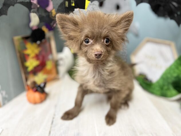 高知県のハーフ犬・ミックス犬 (ワンキャラット アミーゴ高知店/2026年5月13日生まれ/男の子/チョコレート)の子犬の4枚目の画像