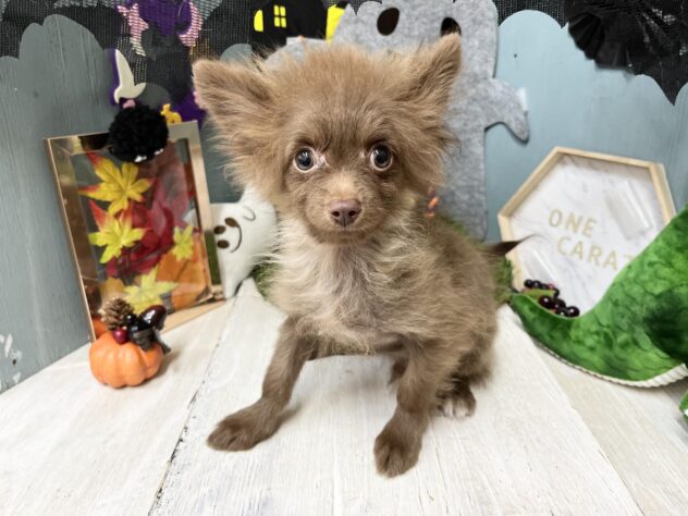 高知県のハーフ犬・ミックス犬 (ワンキャラット アミーゴ高知店/2026年5月13日生まれ/男の子/チョコレート)の子犬の2枚目の画像