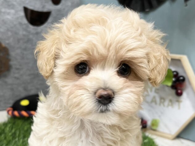 高知県のハーフ犬・ミックス犬 (ワンキャラット アミーゴ高知店/2026年7月19日生まれ/女の子/クリーム)の子犬の1枚目の画像