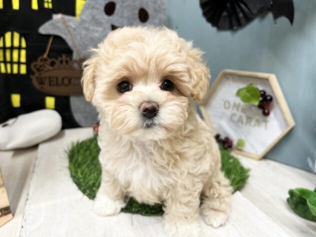 高知県のハーフ犬・ミックス犬 (ワンキャラット アミーゴ高知店/2026年7月19日生まれ/女の子/クリーム)の子犬の2枚目の画像