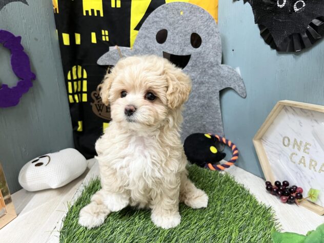 高知県のハーフ犬・ミックス犬 (ワンキャラット アミーゴ高知店/2026年7月19日生まれ/女の子/クリーム)の子犬の4枚目の画像