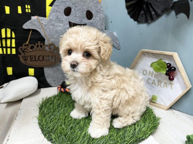 高知県のハーフ犬・ミックス犬 (ワンキャラット アミーゴ高知店/2026年7月19日生まれ/女の子/クリーム)の子犬の3枚目の画像