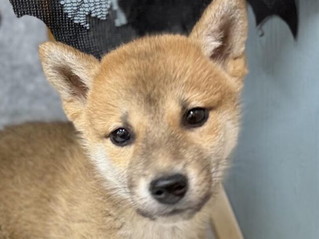 高知県の柴犬(標準サイズ) (ワンキャラット アミーゴ高知店/2026年8月2日生まれ/女の子/赤)の子犬の1枚目の画像