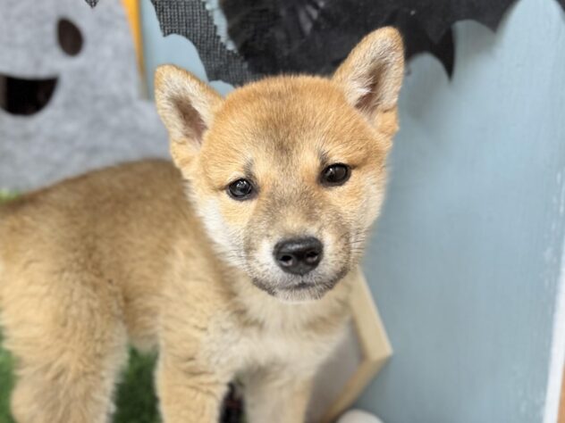 高知県の柴犬(標準サイズ) (ワンキャラット アミーゴ高知店/2026年8月2日生まれ/女の子/赤)の子犬の2枚目の画像