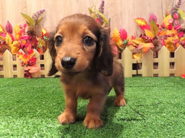 兵庫県のカニンヘンダックスフンド(ロング) (アミーゴ伊丹店/2026年7月7日生まれ/女の子/レッド)の子犬の2枚目の画像