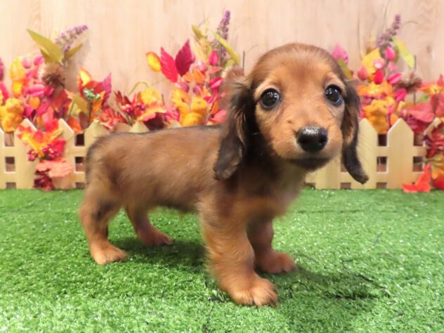 兵庫県のカニンヘンダックスフンド(ロング) (アミーゴ伊丹店/2026年7月7日生まれ/女の子/レッド)の子犬の1枚目の画像