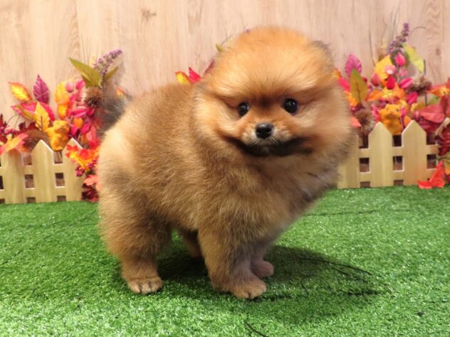 兵庫県のポメラニアン (アミーゴ伊丹店/2026年7月9日生まれ/男の子/オレンジ)の子犬の4枚目の画像