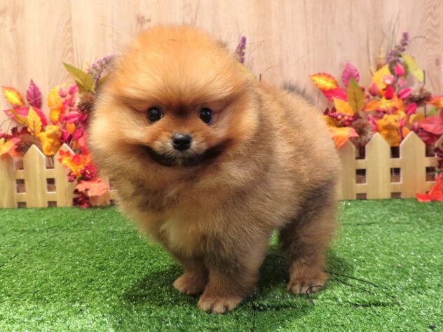 兵庫県のポメラニアン (アミーゴ伊丹店/2026年7月9日生まれ/男の子/オレンジ)の子犬の1枚目の画像