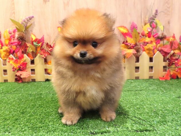 兵庫県のポメラニアン (アミーゴ伊丹店/2026年7月9日生まれ/男の子/オレンジ)の子犬の3枚目の画像