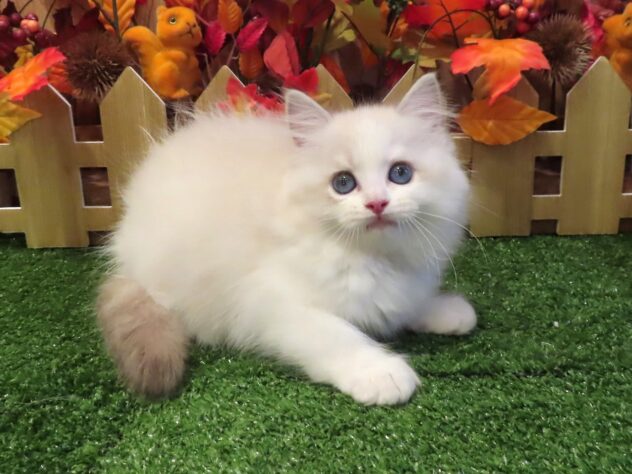 兵庫県のラグドール (アミーゴ伊丹店/2026年7月9日生まれ/男の子/シールポイントバイカラー)の子猫の2枚目の画像