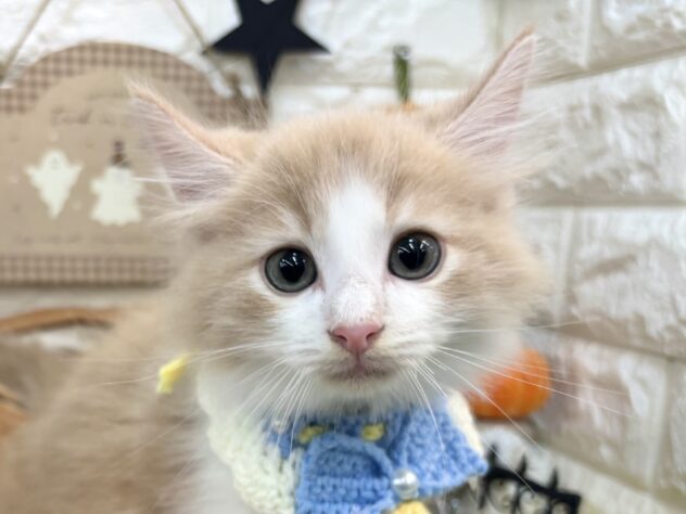 兵庫県のノルウェージャンフォレストキャット (ワンキャラット アミーゴ姫路花田店/2026年7月16日生まれ/男の子/クリームタビーホワイト)の子猫の1枚目の画像