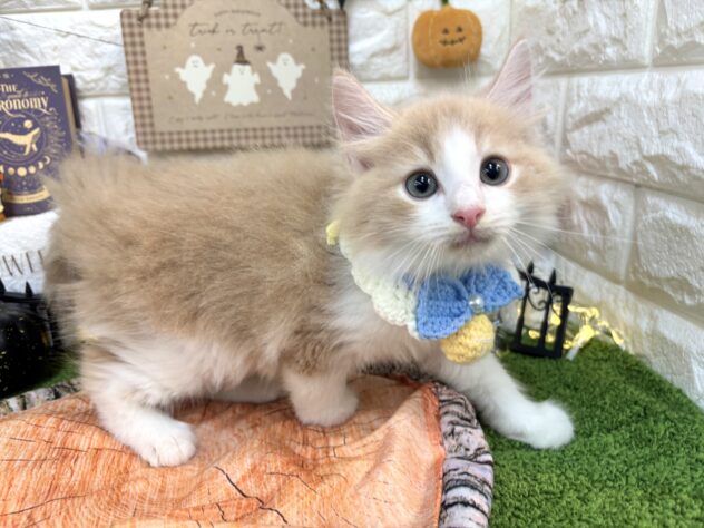 兵庫県のノルウェージャンフォレストキャット (ワンキャラット アミーゴ姫路花田店/2026年7月16日生まれ/男の子/クリームタビーホワイト)の子猫の3枚目の画像
